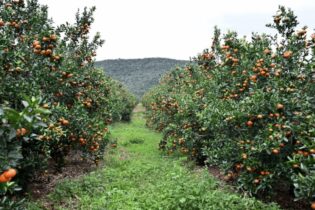 Orange orchard