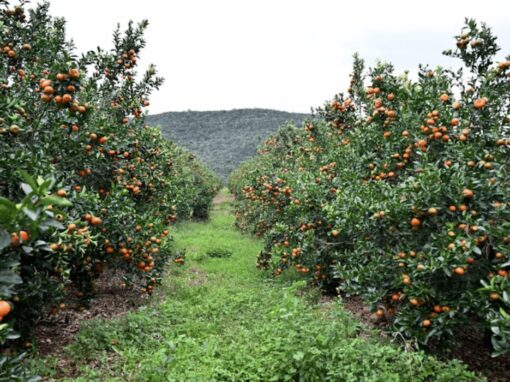 Orange orchard