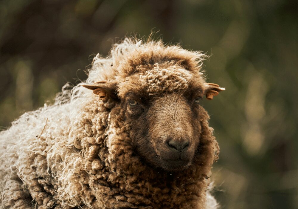 The Regenerative Wool Project in the Eastern Cape Drakensberg Grasslands of South Africa with a wooly sheep