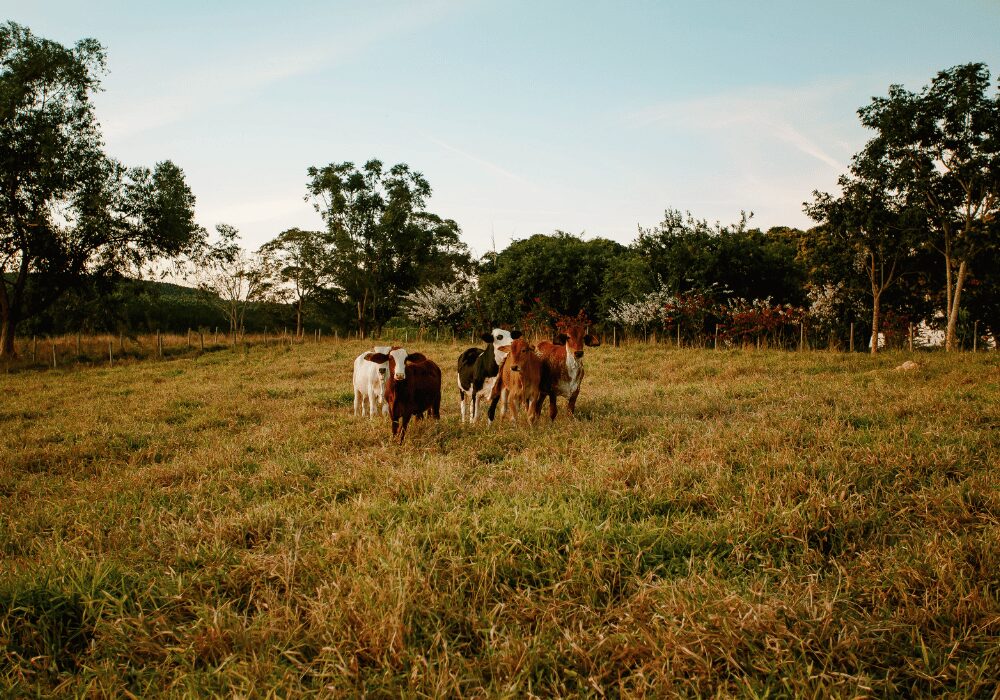 cattle in a field