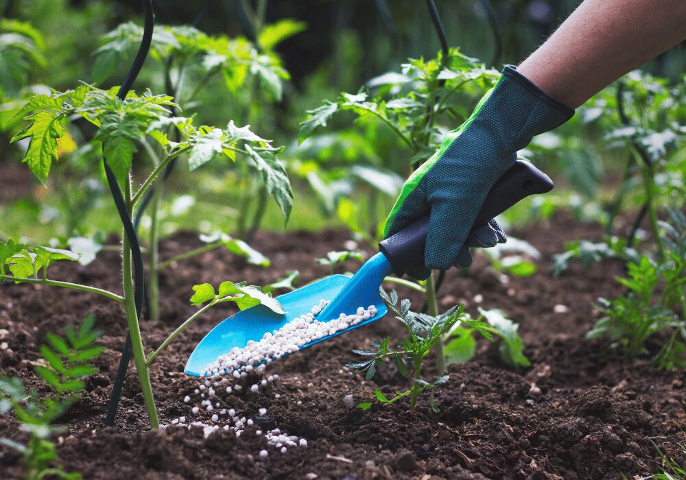 microbes extract critical fertilizer elements from wastewater