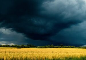 storm clouds over a wheat field