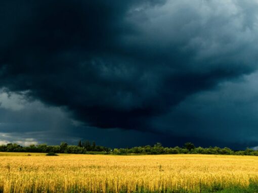 storm clouds over a wheat field