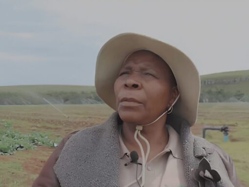 Agriculture MEC Nonceba Kontsiwe looking to the left