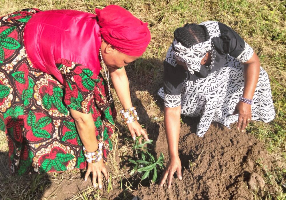 Traditional Healers planting the Warburgia