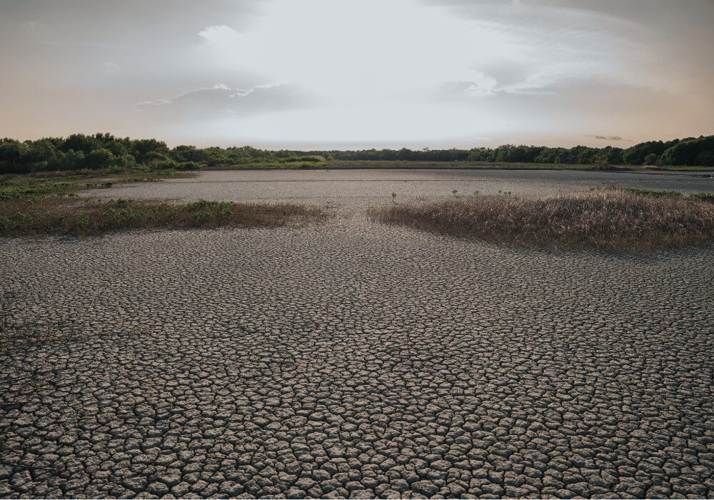 desert ground conditions
