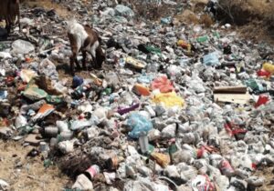 landfill filled with plastic pollution and a goat