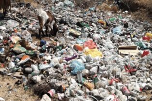 landfill filled with plastic pollution and a goat