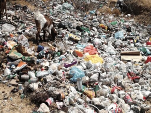 landfill filled with plastic pollution and a goat