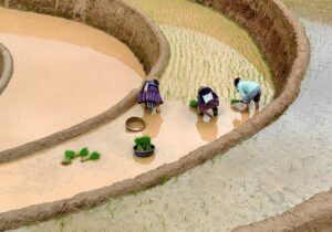 rice paddies with three women workers picking rice