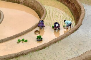 rice paddies with three women workers picking rice