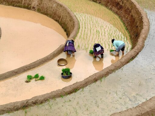 rice paddies with three women workers picking rice