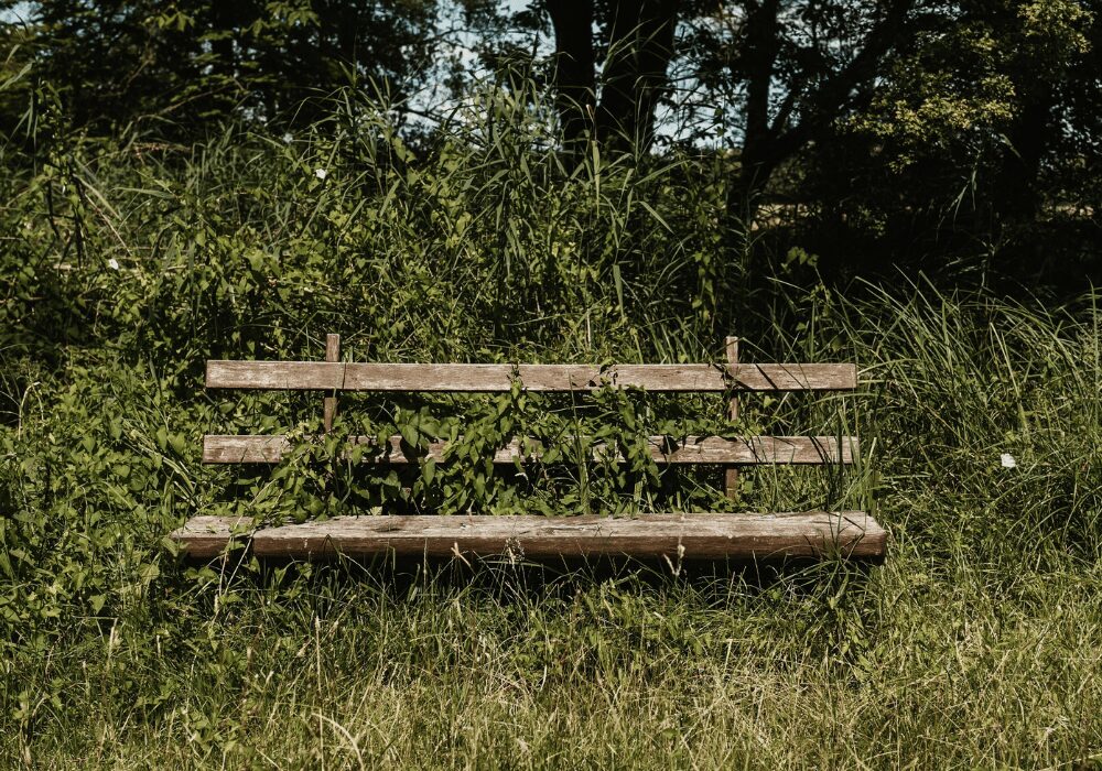 wooden bench covered in bush in unkept field