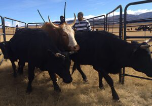 Meat Naturally Africa farmers herding cattle into steel enclosure