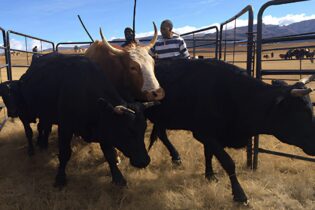 Meat Naturally Africa farmers herding cattle into steel enclosure
