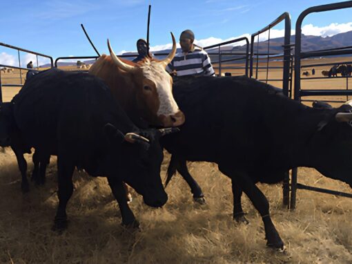 Meat Naturally Africa farmers herding cattle into steel enclosure