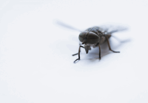 close up image of fly against a white background