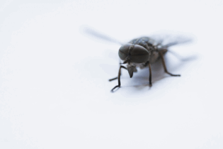 close up image of fly against a white background