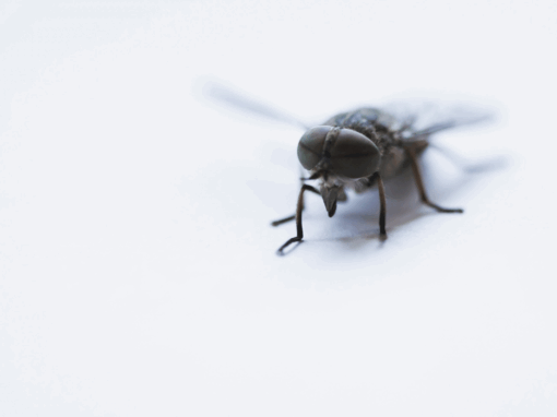 close up image of fly against a white background